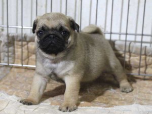 パグ子犬販売情報、フォーン、男の子（オス）、2015年5月7日生れ、千葉県ブリーダー、ID8672