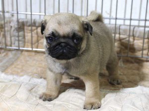 パグ子犬販売情報、フォーン、男の子（オス）、2015年5月7日生れ、千葉県ブリーダー、ID8672