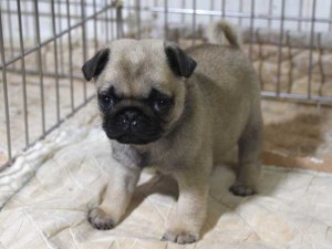パグ子犬販売情報、フォーン、女の子（メス）、2015年5月7日生れ、千葉県ブリーダー、ID8673