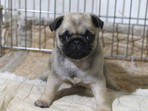パグ子犬販売情報、フォーン、女の子（メス）、2015年5月7日生れ、千葉県ブリーダー、ID8673