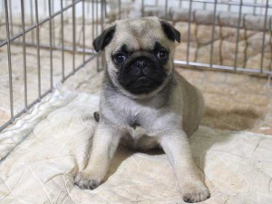 パグ子犬販売情報、フォーン、女の子（メス）、2015年5月7日生れ、千葉県ブリーダー、ID8673