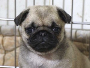 パグ子犬販売情報、フォーン、女の子（メス）、2015年5月7日生れ、千葉県ブリーダー、ID8673