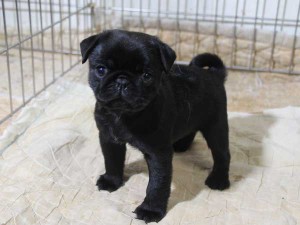 パグ子犬販売情報、ブラック、男の子（オス）、2015年5月7日産まれ、千葉県ブリーダー、ID8674