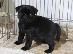 パグ子犬販売情報、ブラック、男の子（オス）、2015年5月7日産まれ、千葉県ブリーダー、ID8674
