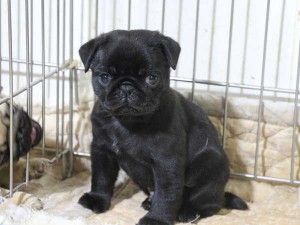 パグ子犬販売情報、ブラック、男の子（オス）、2015年5月7日産まれ、千葉県ブリーダー、ID8674