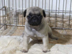 パグ子犬販売情報、フォーン、女の子（メス）、2015年5月7日生れ、千葉県ブリーダー、ID8675
