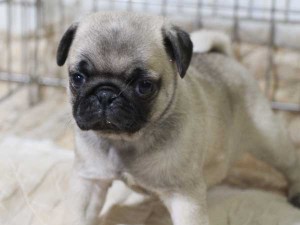 パグ子犬販売情報、フォーン、女の子（メス）、2015年5月7日生れ、千葉県ブリーダー、ID8675