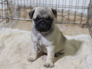 パグ子犬販売情報、フォーン、女の子（メス）、2015年5月7日生れ、千葉県ブリーダー、ID8675