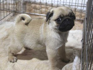 パグ子犬販売情報、フォーン、男の子（オス）、2015年04月07日産まれ、千葉県ブリーダー、ID8676