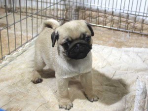 パグ子犬販売情報、フォーン、男の子（オス）、2015年04月07日産まれ、千葉県ブリーダー、ID8676