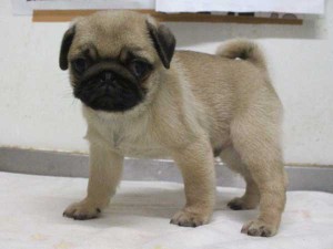 パグ子犬販売情報、フォーン、男の子（オス）、2015年04月07日産まれ、千葉県ブリーダー、ID8676