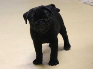 パグ子犬販売情報、ブラック、男の子（オス）、2015年5月7日産まれ、千葉県ブリーダー、ID8674