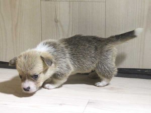 ウェルシュコーギーペンブローク子犬販売情報、レッド＆ホワイト、女の子（メス）、2015年5月29日産まれ、神奈川県ブリーダー、ID8697