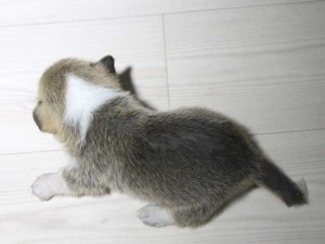 ウェルシュコーギーペンブローク子犬販売情報、レッド＆ホワイト、女の子（メス）、2015年5月29日産まれ、神奈川県ブリーダー、ID8697