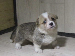 ウェルシュコーギーペンブローク子犬販売情報、レッド＆ホワイト、男の子（オス）、2015年5月29日産まれ、神奈川県ブリーダー、ID8698