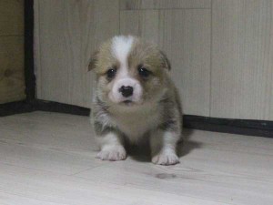 ウェルシュコーギーペンブローク子犬販売情報、レッド＆ホワイト、男の子（オス）、2015年5月29日産まれ、神奈川県ブリーダー、ID8698