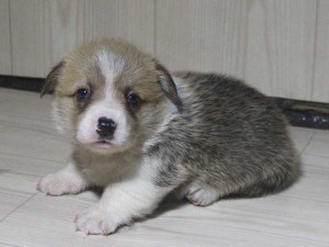 ウェルシュコーギーペンブローク子犬販売情報、レッド＆ホワイト、男の子（オス）、2015年5月29日産まれ、神奈川県ブリーダー、ID8699