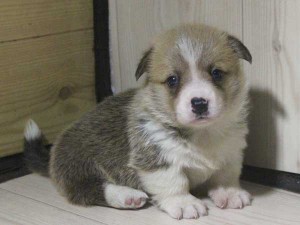 ウェルシュコーギーペンブローク子犬販売情報、レッド＆ホワイト、男の子（オス）、2015年5月29日産まれ、神奈川県ブリーダー、ID8699