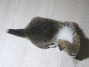 ウェルシュコーギーペンブローク子犬販売情報、レッド＆ホワイト、男の子（オス）、2015年5月29日産まれ、神奈川県ブリーダー、ID8699