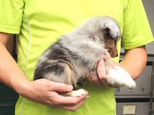 シェットランドシープドッグ（シェルティー）子犬販売情報、女の子（メス）、ブルーマール、2015年7月6日生れ、東京都ブリーダー、ＩＤ8980