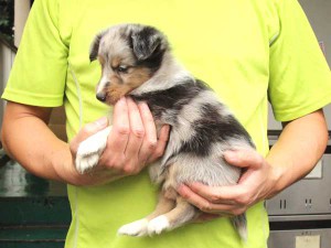 シェットランドシープドッグ（シェルティー）子犬販売情報、女の子（メス）、ブルーマール、2015年7月6日生れ、東京都ブリーダー、ＩＤ8980