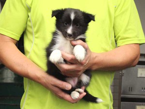 シェットランドシープドッグ（シェルティー）子犬販売情報、女の子（メス）、バイブラック、2015年07月06日生れ、東京都ブリーダー、ID8981。正面