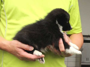 シェットランドシープドッグ（シェルティー）子犬販売情報、女の子（メス）、バイブラック、2015年07月06日生れ、東京都ブリーダー、ID8981。右側面