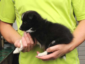 シェットランドシープドッグ（シェルティー）子犬販売情報、女の子（メス）、バイブラック、2015年07月06日生れ、東京都ブリーダー、ID8981。左側面