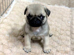パグ子犬販売情報、男の子（オス）、フォーン、2015年07月09日生れ、千葉県ブリーダー、ID8982