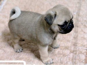 パグ子犬販売情報、男の子（オス）、フォーン、2015年07月09日生れ、千葉県ブリーダー、ID8982