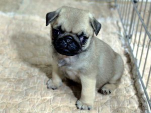 パグ子犬販売情報、男の子（オス）、フォーン、2015年07月09日生れ、千葉県ブリーダー、ID8982