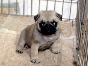 パグ子犬販売情報、男の子（オス）、フォーン、2015年07月09日生れ、千葉県ブリーダー、ID8982