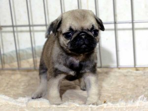 パグ子犬販売情報、フォーン、女の子（メス）、2015年07月09日生れ、千葉県ブリーダー、ID8983