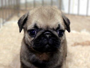 パグ子犬販売情報、フォーン、女の子（メス）、2015年07月09日生れ、千葉県ブリーダー、ID8983