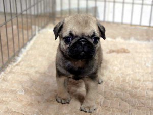 パグ子犬販売情報、フォーン、女の子（メス）、2015年07月09日生れ、千葉県ブリーダー、ID8983