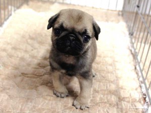 パグ子犬販売情報、フォーン、女の子（メス）、2015年07月09日生れ、千葉県ブリーダー、ID8983