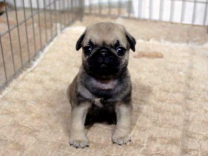 パグ子犬販売情報、フォーン、女の子（メス）、2015年07月09日生れ、千葉県ブリーダー、ID8983