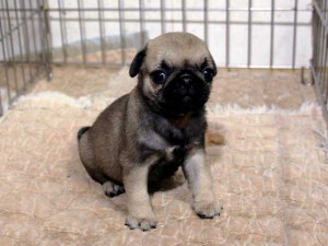 パグ子犬販売情報、フォーン、女の子（メス）、2015年07月09日生れ、千葉県ブリーダー、ID8983