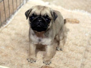 パグ子犬販売情報、フォーン、女の子（メス）、2015年07月09日生れ、千葉県ブリーダー、ID8984。正面