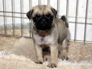 パグ子犬販売情報、フォーン、女の子（メス）、2015年07月09日生れ、千葉県ブリーダー、ID8984。正面2