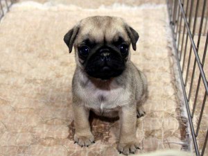 パグ子犬販売情報、フォーン、女の子（メス）、2015年07月09日生れ、千葉県ブリーダー、ID8984。おすわり