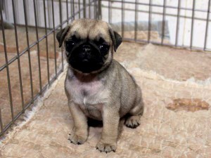 パグ子犬販売情報、フォーン、女の子（メス）、2015年07月09日生れ、千葉県ブリーダー、ID8984。おすわり2