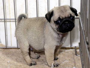 パグ子犬販売情報、男の子（オス）、フォーン、2015年07月15日生れ、千葉県ブリーダー、ID8985。右側面
