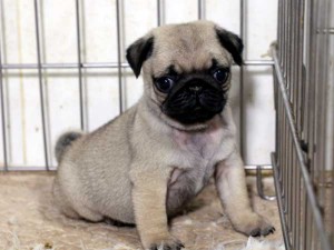 パグ子犬販売情報、男の子（オス）、フォーン、2015年07月15日生れ、千葉県ブリーダー、ID8985。おすわり