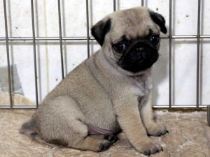 パグ子犬販売情報、男の子（オス）、フォーン、2015年07月15日生れ、千葉県ブリーダー、ID8985。おすわり（横）