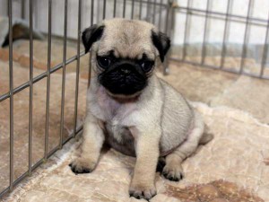 パグ子犬販売情報、男の子（オス）、フォーン、2015年07月15日生れ、千葉県ブリーダー、ID8985。おすわり2