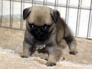 パグ子犬販売情報、男の子（オス）、フォーン、2015年07月15日生れ、千葉県ブリーダー、ID8986。正面