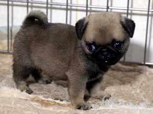 パグ子犬販売情報、男の子（オス）、フォーン、2015年07月15日生れ、千葉県ブリーダー、ID8986。右側面