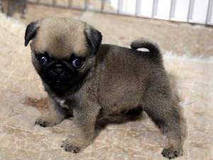 パグ子犬販売情報、男の子（オス）、フォーン、2015年07月15日生れ、千葉県ブリーダー、ID8986。左側面