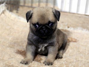 パグ子犬販売情報、男の子（オス）、フォーン、2015年07月15日生れ、千葉県ブリーダー、ID8986。おすわり